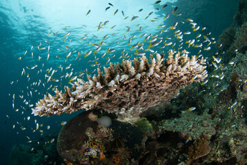 Damselfish hover above a fragile table coral growing on a reef in Raja Ampat, Indonesia. This...