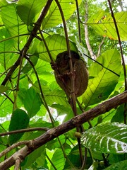 primate on tree branch