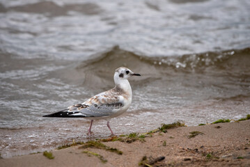 A juvenile Bonaparte's Gull by a lake in the Boreal forest of Northern Saskatchewan,Canada, on Sept...