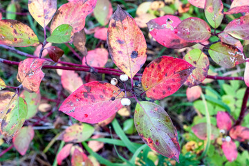Autumn leaves and berries in Northern Saskatchewan,Canada, on Sept 9
