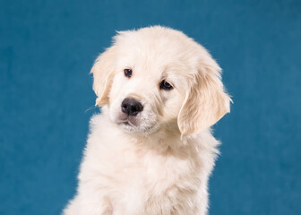 Close up portrait of cute golden retriever puppy on blue background