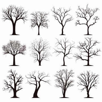 Winter bare trees collections 