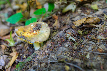 Forest mushroom. Background with selective focus and copy space