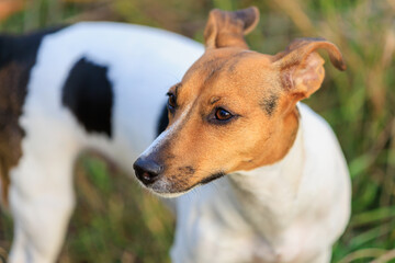 Cute Jack Russell Terrier dog enjoying a walk in the fresh air. Pet portrait with selective focus and copy space