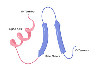 Vector illustration of secondary structure of proteins, alpha helix , beta sheets and protein confirmation