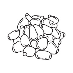 Hand drawn Kids drawing vector Illustration breadnuts in a cartoon style Isolated on White Background