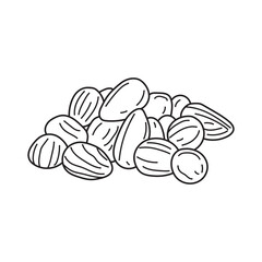 Hand drawn Kids drawing vector Illustration bunya nuts in a cartoon style Isolated on White Background