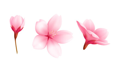 Vector spring sakura cherry blooming flowers © Nganhaycuoi