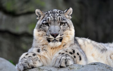 Photo of snow Leopard Generative AI.