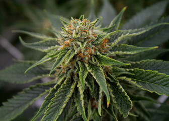 growing indoor cannabis