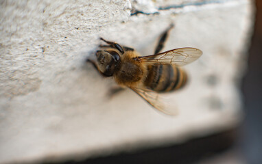 close up of bee