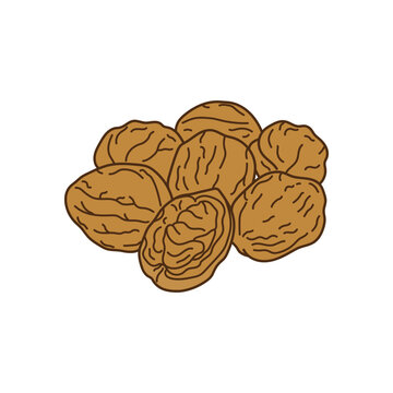 Kids drawing vector Illustration walnuts in a cartoon style Isolated on White Background