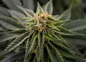 growing indoor cannabis