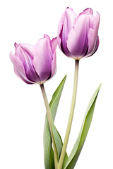 closeup macro view of A collection of Purple tulip flowers isolated on a white background PNG