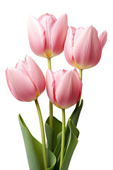 Naklejka premium closeup macro view of A collection of pink tulip flowers isolated on a white background PNG