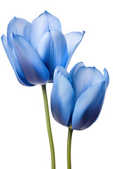closeup macro view of A collection of blue tulip flowers isolated on a white background PNG