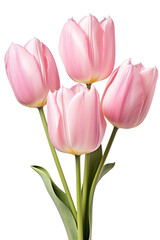 Fototapeta premium closeup macro view of A collection of pink tulip flowers isolated on a white background PNG
