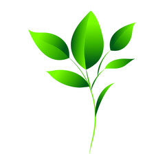 Vector elegant green leaves design on white background