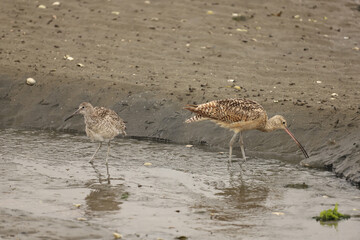 Willet (left) and Long-billed Curlew (right) foraging in the sand for invertebrate prey near...