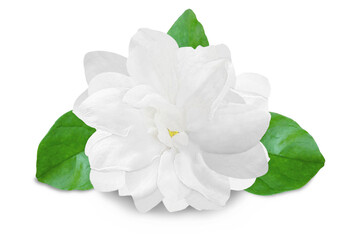 beautiful jasmine white flower blooming with leaves isolated on cutout transparent background png...