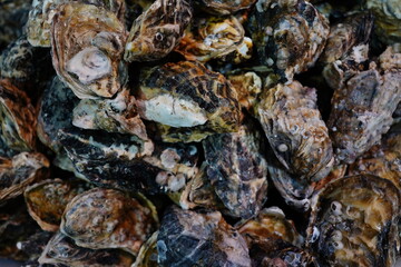 Ostras Frutos do Mar 