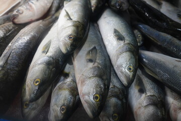 Peixeis Frutos do Mar Camarão