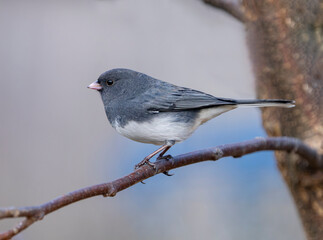 dark eyed junco standing on the tree branch
