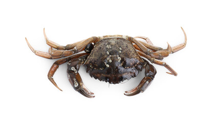 One fresh raw crab isolated on white, top view