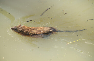 A muskrat (Ondatra zibethicus) swimming through muddy water in pond in Ohio. These aquatic rodents are widespread in North America.