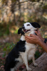 Adorable Thick Little Mini Australian Shepherd Dog Outside Fall Autumn Receiving Lots of Pets