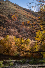 Fototapeta premium Autumn Colors Utah 2023