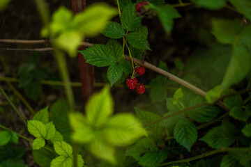 Little Unripe Raspberries Outside in Garden