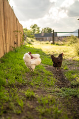 Chickens Outside in Farmland Rustic Sunny Day