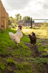 Chickens Outside in Farmland Rustic Sunny Day