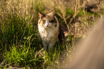A Very Long Haired Calico Cat in Long Tall Green Grass Farmland