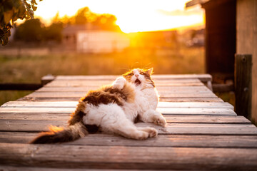 Farm Barn Longhair Cat on Outside Wood Deck During Sunset Licking Grooming Funny Silly Cat