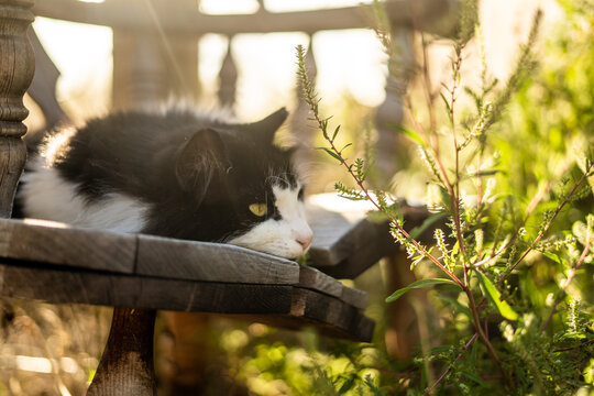 Mopey Sleepy Cat Relaxing Close Up Nose Rustic