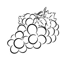 illustration of grapes with leaves, line stroke of grape - obrazy, fototapety, plakaty