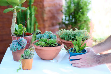 Fototapeta premium Man placing cactus on white table with arrangement of small potted cactus and succulent plants on white table in the garden. Working in the garden, person taking care of collection of plants.