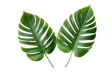 green leaf isolated on transparent background Remove png, Clipping Path, pen tool
