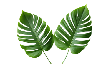 green leaf isolated on transparent background Remove png, Clipping Path, pen tool