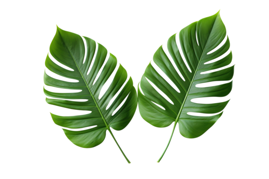 green leaf isolated on transparent background Remove png, Clipping Path, pen tool