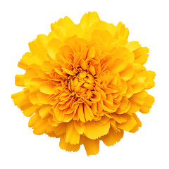 Beautiful yellow marigold flower blomming isolated on transparent background Remove png, Clipping Path, pen tool