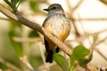 Female Vermilion flycatcher perched on a branch with green foliage.