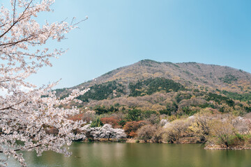 Naklejka premium Jinhae NFRDI Environment Eco Park spring cherry blossoms nature scenery at Jinhae Gunhangje Festival in Changwon, Korea