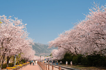 Gyeonghwa Station spring cherry blossoms railroad at Jinhae Gunhangje Festival in Changwon, Korea