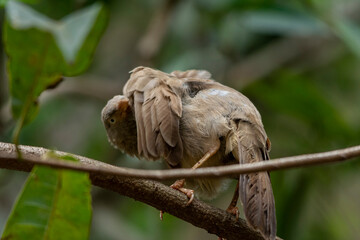 Yellow billed babbler