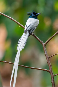 Indian Paradise-flycatcher