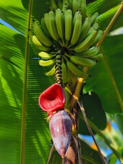 Obraz premium banana tree with banana , Musa acuminata, a banana plant, features large, oblong leaves and produces sweet, elongated fruits. Native to Southeast Asia, it thrives in tropical climates.