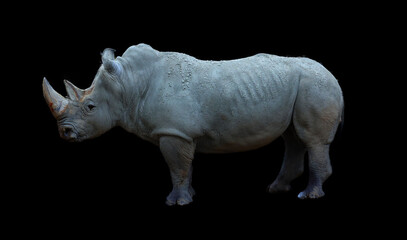 Fototapeta premium The white rhinoceros or square-lipped rhinoceros is the largest extant species of rhinoceros. It has a wide mouth used for grazing and is the most social of all rhino 